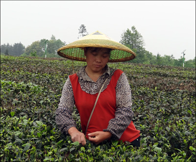 8 mai 2014 - Récolte du thé à Meitan, près de Zunyi, province du Guizhou 8 mai 2014 - Récolte du thé à Meitan, près de Zunyi, province du Guizhou