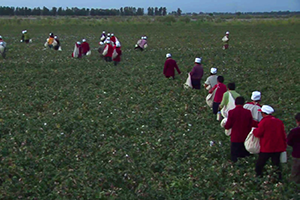 Projection du document "Coton" - 27 mars 2023