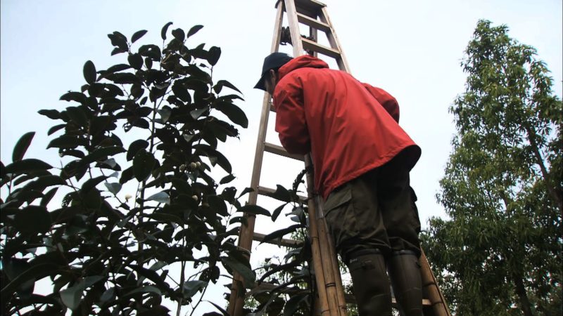 « Passion Magnolia » Portrait d’un homme qui met la plante exotique au cœur de sa vie